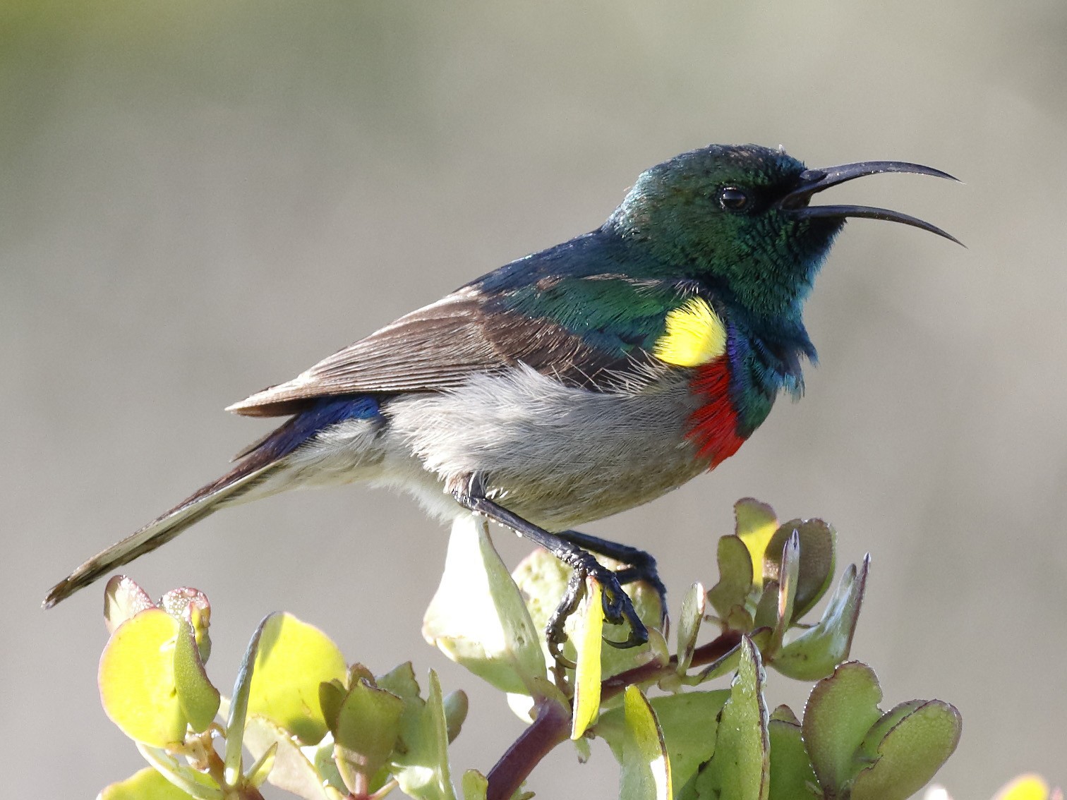 Southern Double-collared Sunbird - Dave Curtis