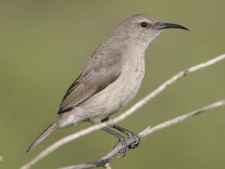  - Southern Double-collared Sunbird