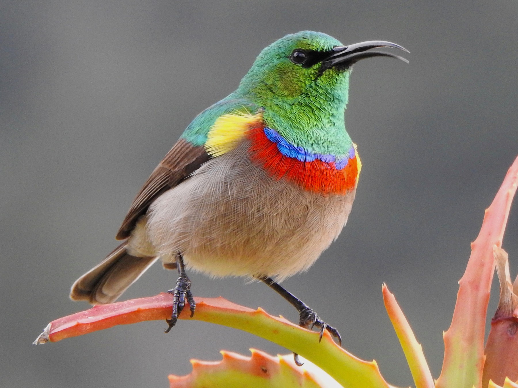 Southern Double-collared Sunbird - Kalin Ocaña