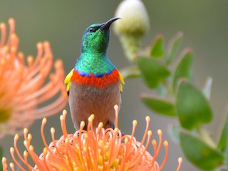  - Southern Double-collared Sunbird