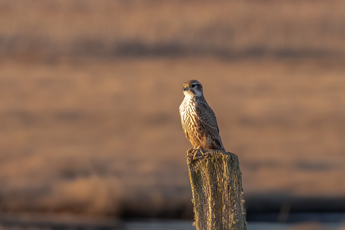 Prairie Falcon - Jann Ledbetter