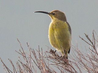 Самка - Lars Petersson | My World of Bird Photography - ML216704661