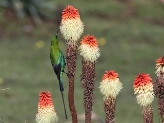 ミドリオナガタイヨウチョウ - eBird