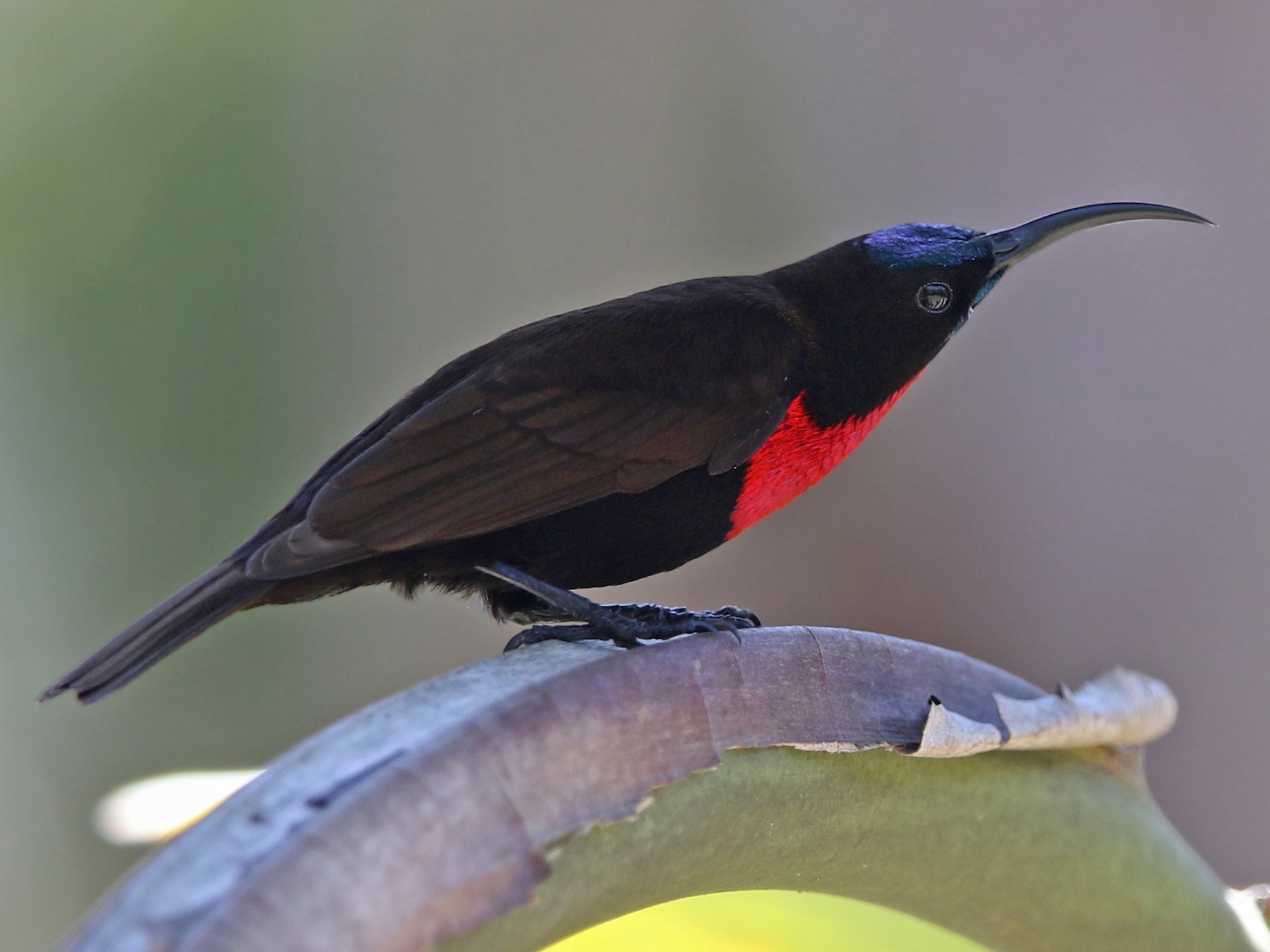 Scarlet-chested Sunbird - Volker Hesse