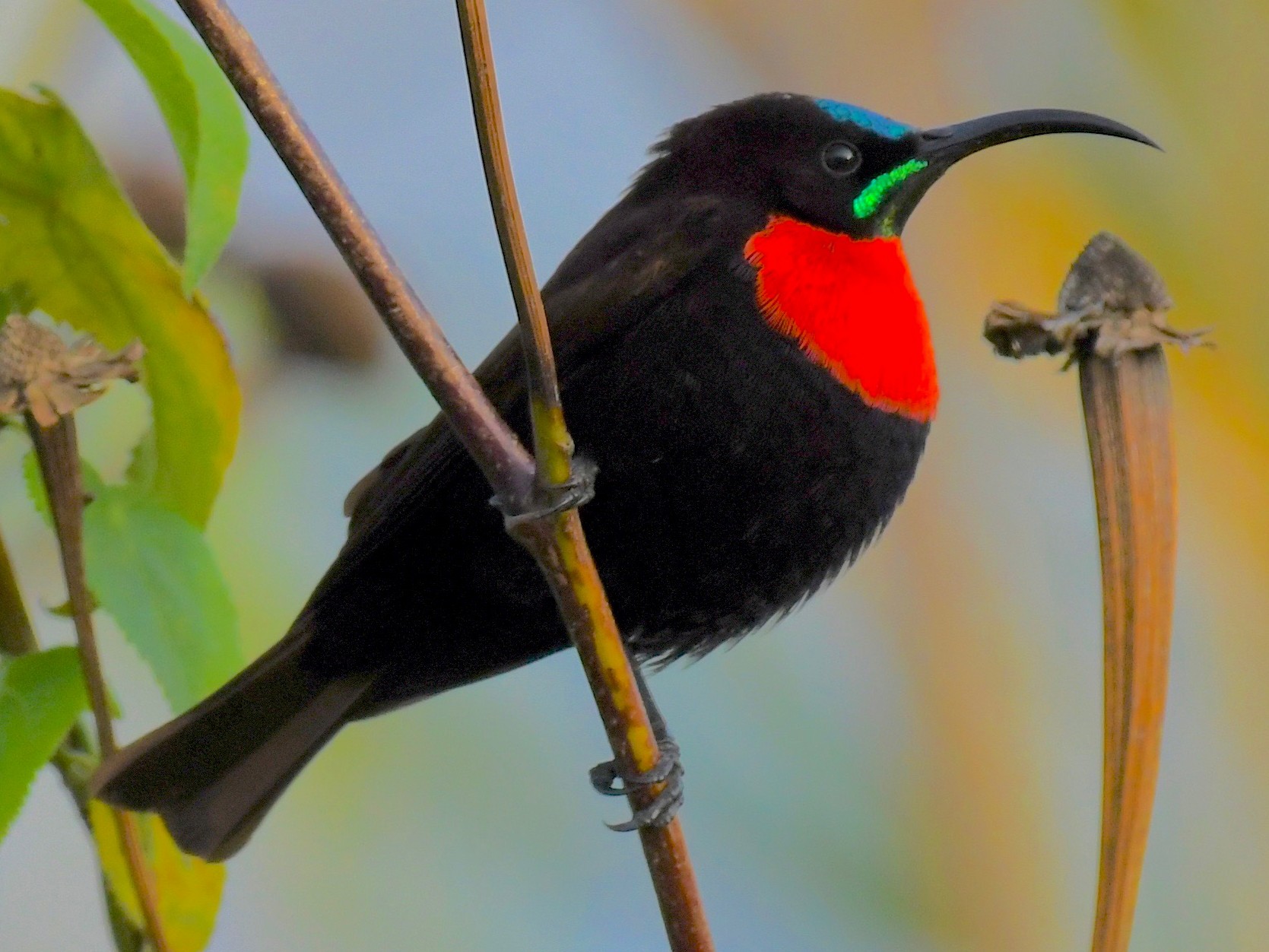 Scarlet-chested Sunbird - Theresa Bucher