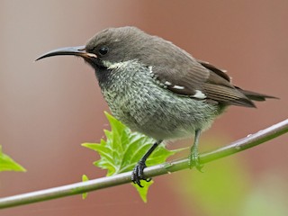 Female - Lars Petersson | My World of Bird Photography - ML216705891