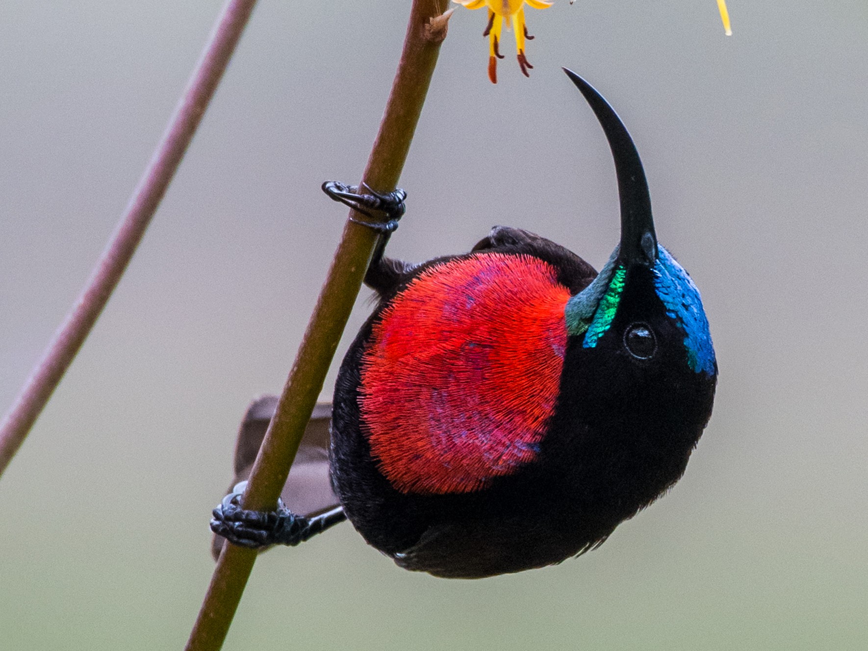 Scarlet-chested Sunbird - Michel Bourque