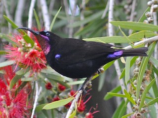 アメシストタイヨウチョウ - eBird