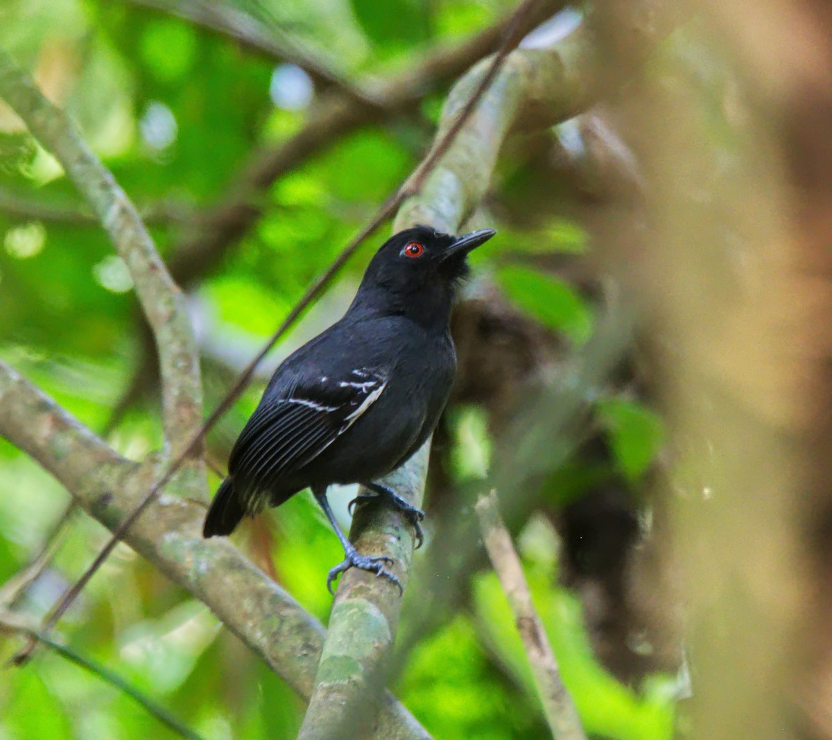 Black-tailed Antbird - ML216707371