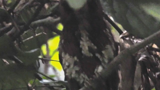 Feline Owlet-nightjar - ML216708901