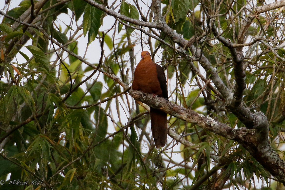 Philippine Cuckoo-Dove - ML216714051
