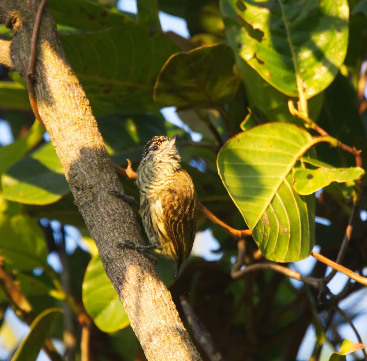 Bar-breasted Piculet - ML216714421