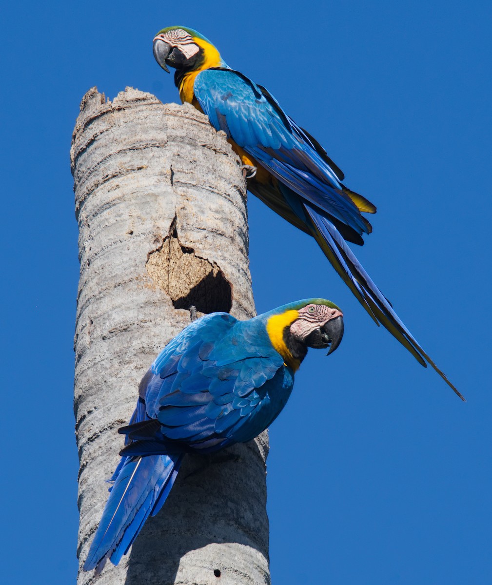 Blue-and-yellow Macaw - Forrest Rowland