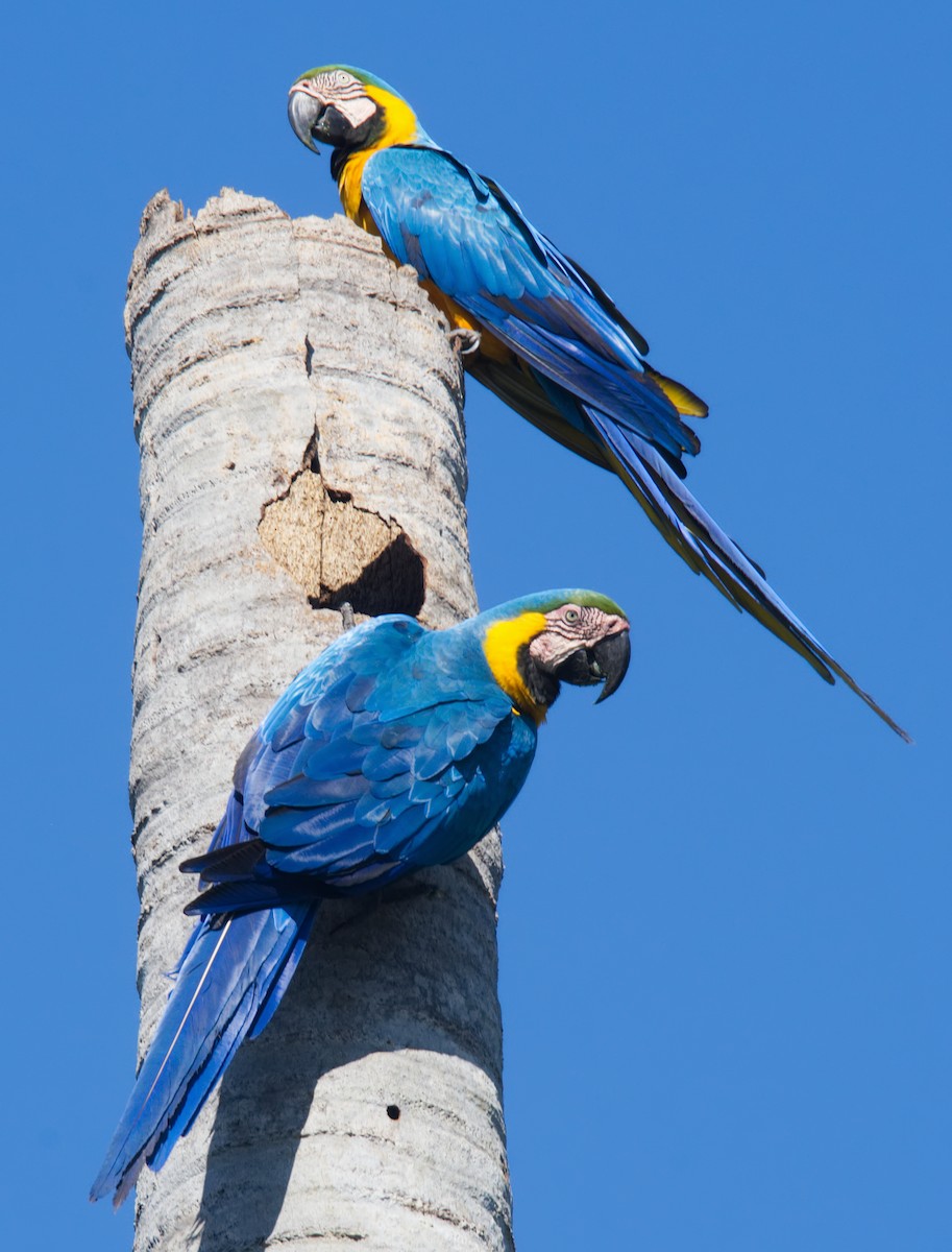 Blue-and-yellow Macaw - ML216714631