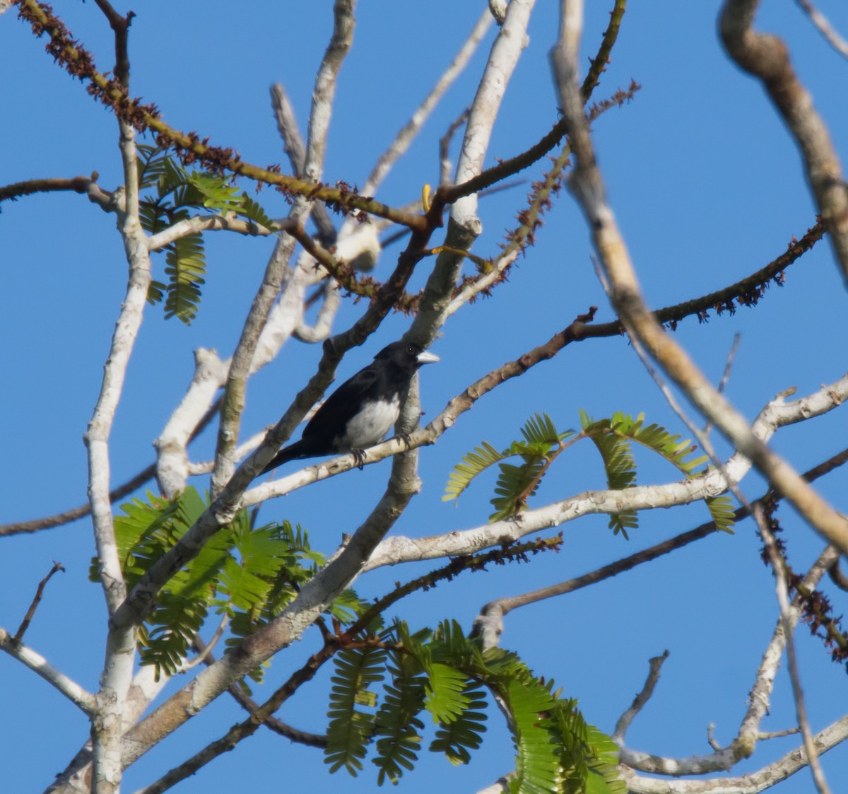 Cone-billed Tanager - ML216714981