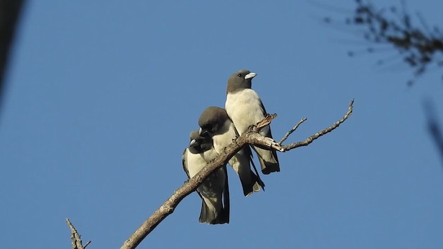 White-breasted Woodswallow - ML216717651