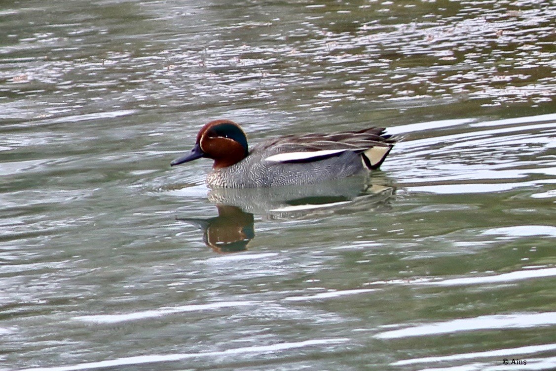 Green-winged Teal - ML216718381
