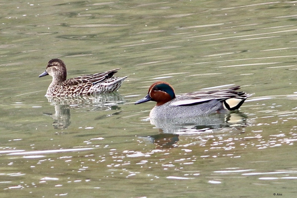 Green-winged Teal - ML216718421