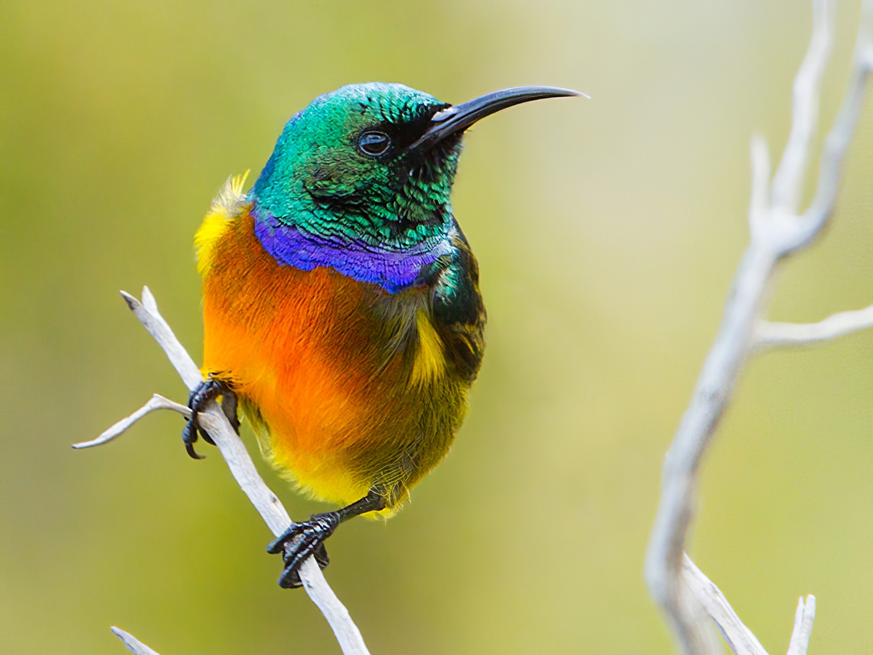 Orange-breasted Sunbird - Dubi Shapiro