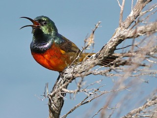 オナガゴシキタイヨウチョウ - eBird
