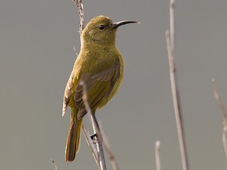 Female - Lars Petersson | My World of Bird Photography - ML216719421