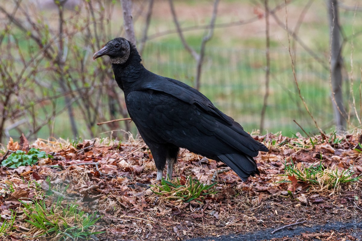 Black Vulture - Christopher Errington