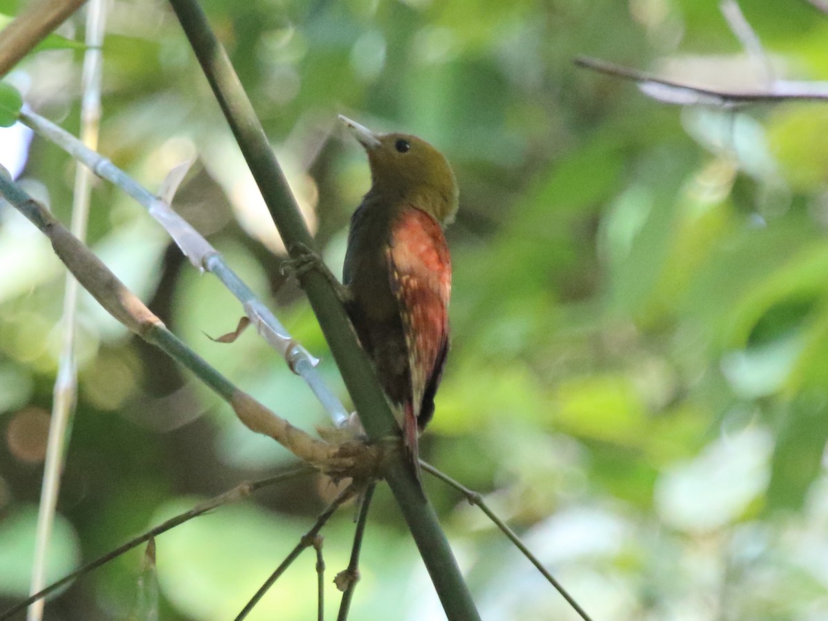 Pale-headed Woodpecker - ML216721391