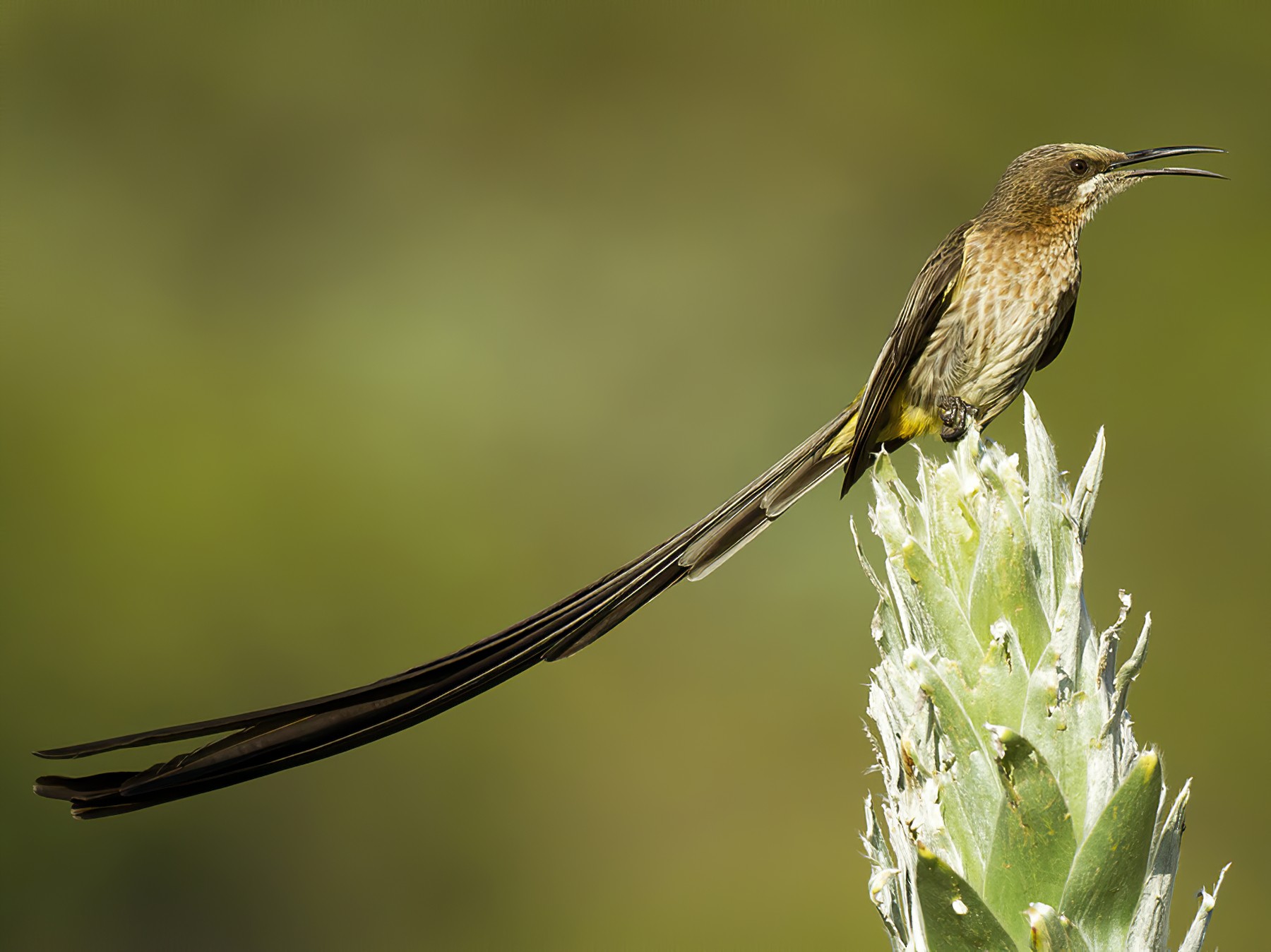 Cape Sugarbird - Yoav Perlman