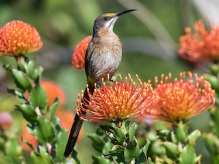  - Cape Sugarbird