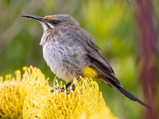  - Cape Sugarbird