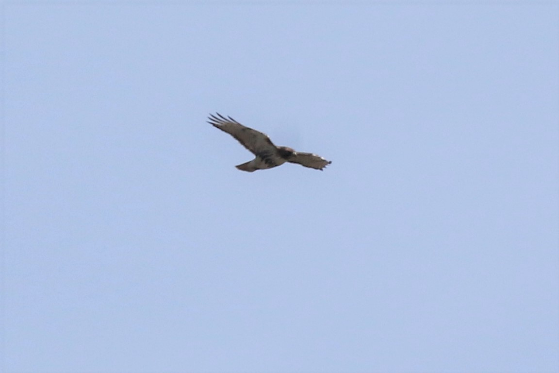 Red-tailed Hawk - ML216722591