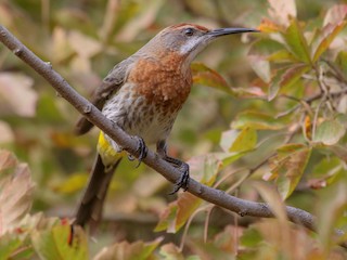  - Gurney's Sugarbird