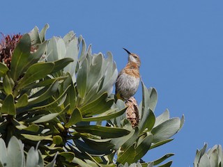  - Gurney's Sugarbird