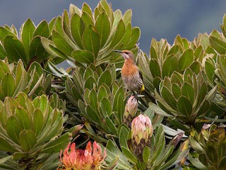  - Gurney's Sugarbird