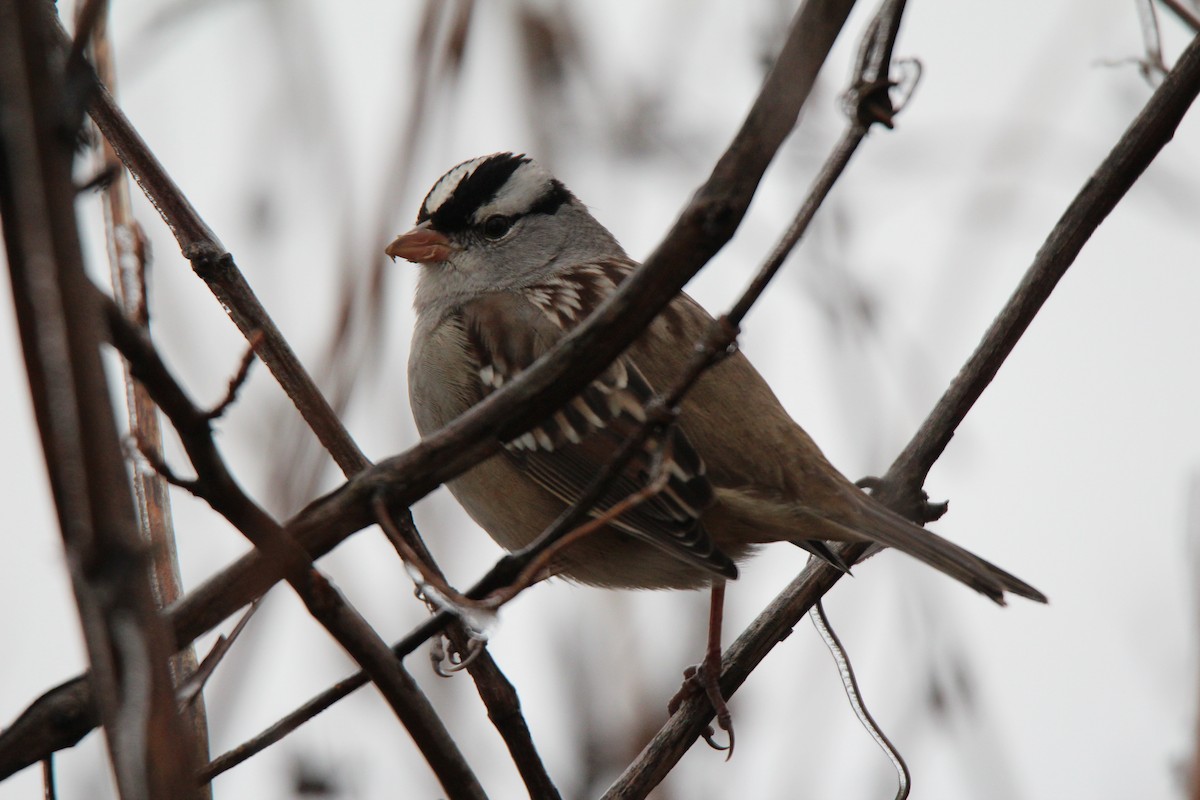 White-crowned Sparrow - Zachary Frieben