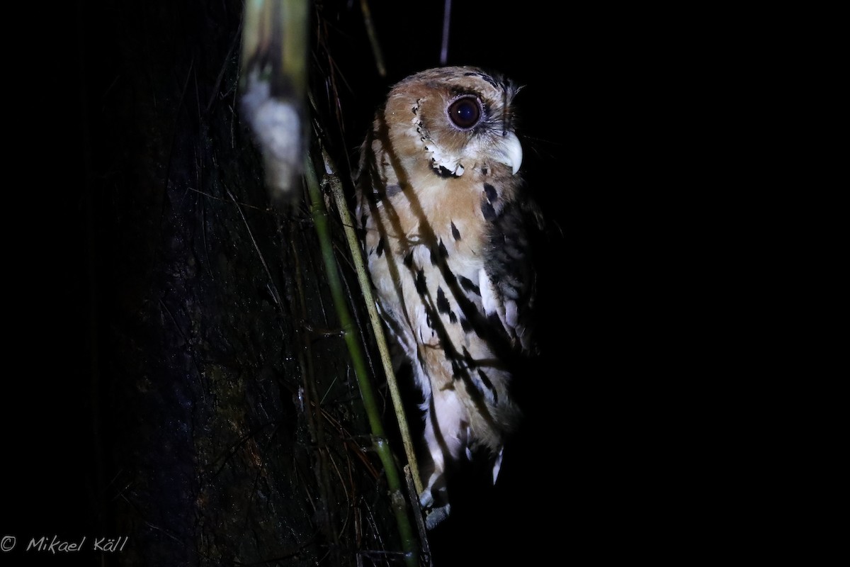 Giant Scops-Owl - Mikael Käll