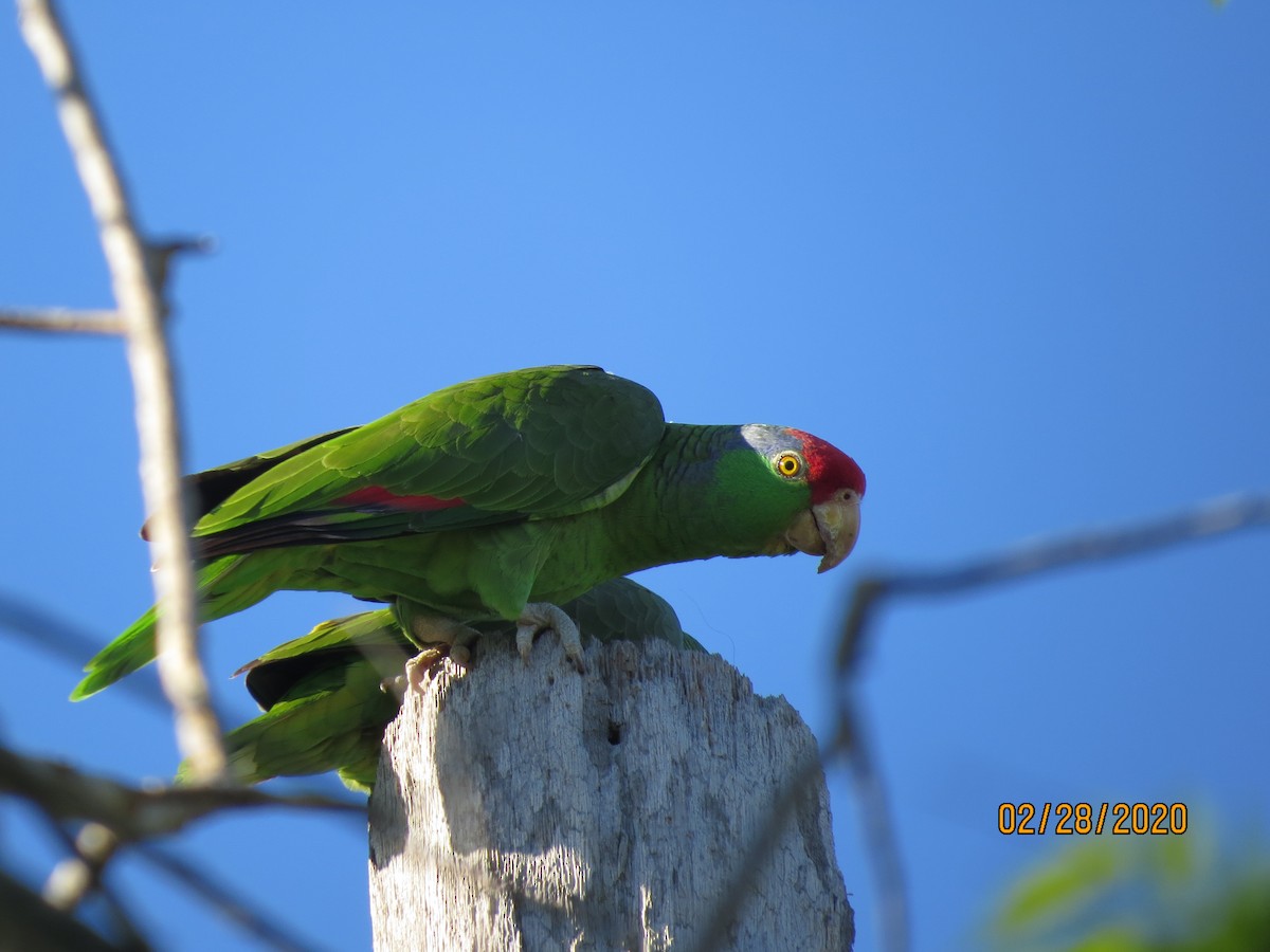 Red-crowned Parrot - ML216732721
