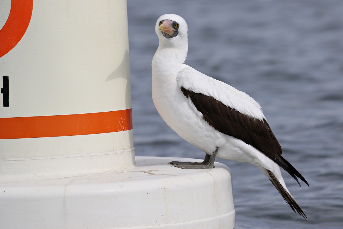 Nazca Booby - Ginger Spinelli