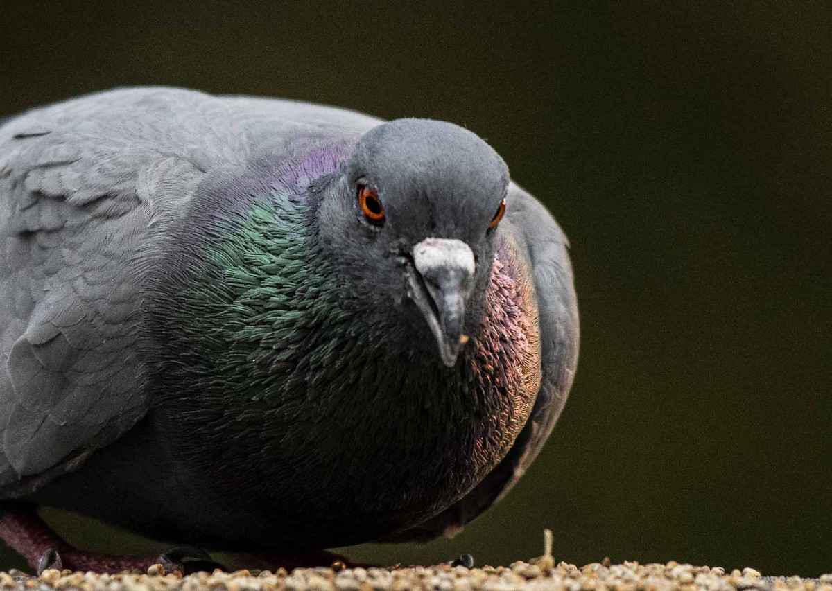 Rock Pigeon (Feral Pigeon) - Parmil Kumar