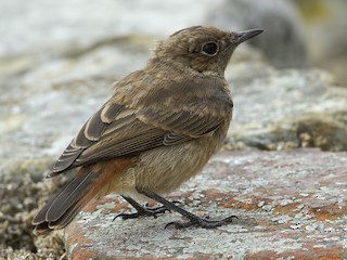 Молодая птица - Yoav Perlman - ML216735251