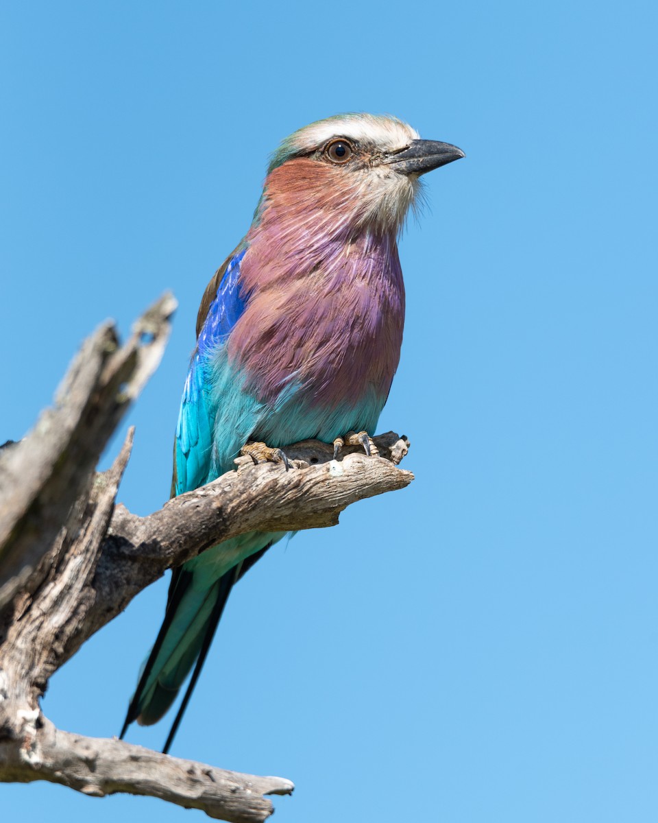 Lilac-breasted Roller - ML216737341