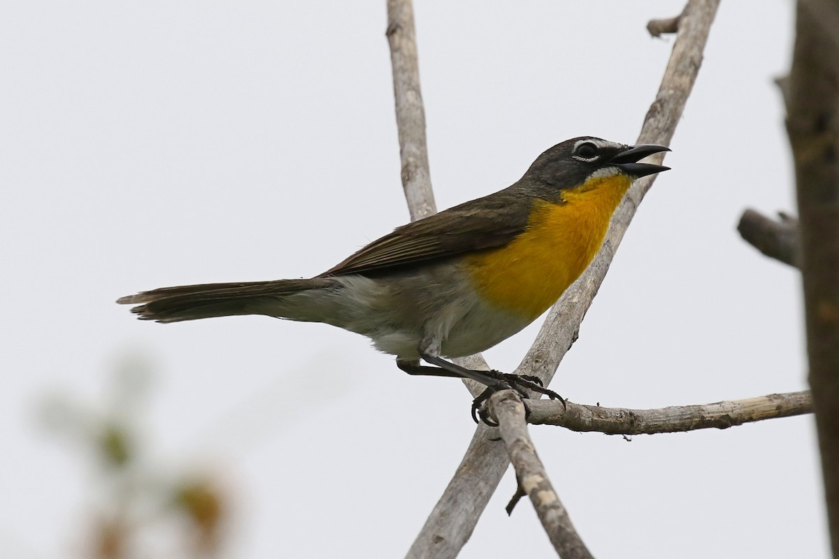 Yellow-breasted Chat - Ginger Spinelli