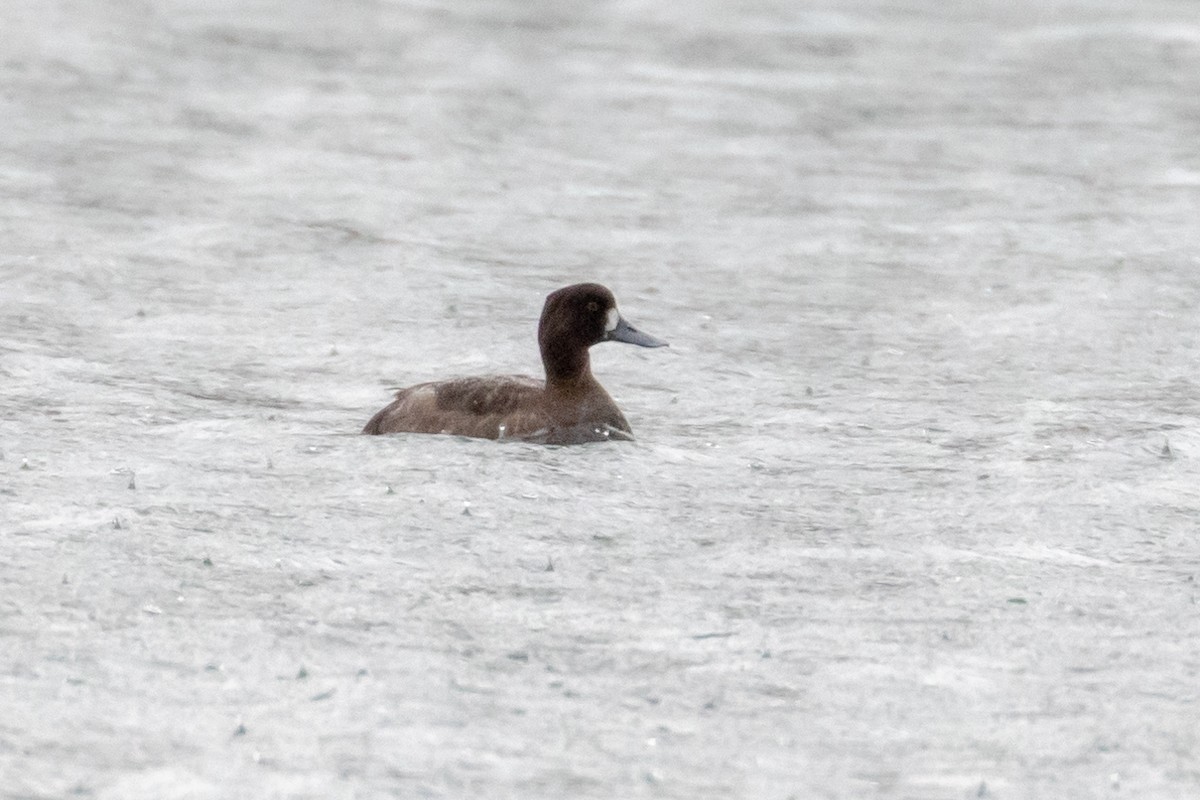 eBird Checklist - 20 Mar 2020 - T. J. Evans Park, Newark - 13 species