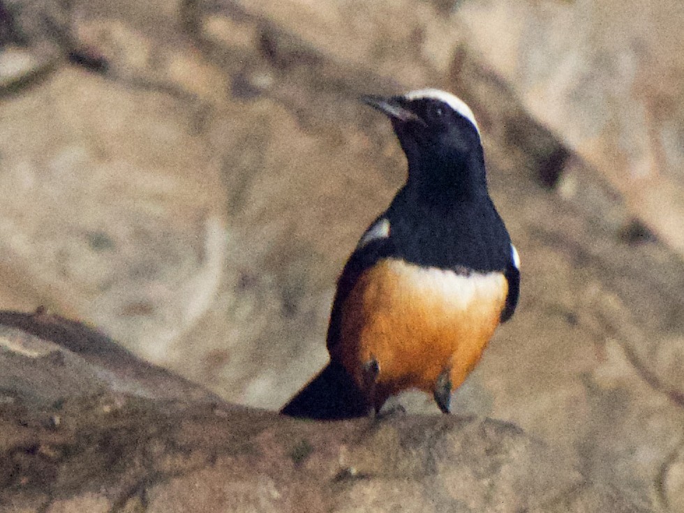 Mocking Cliff Chat Ebird