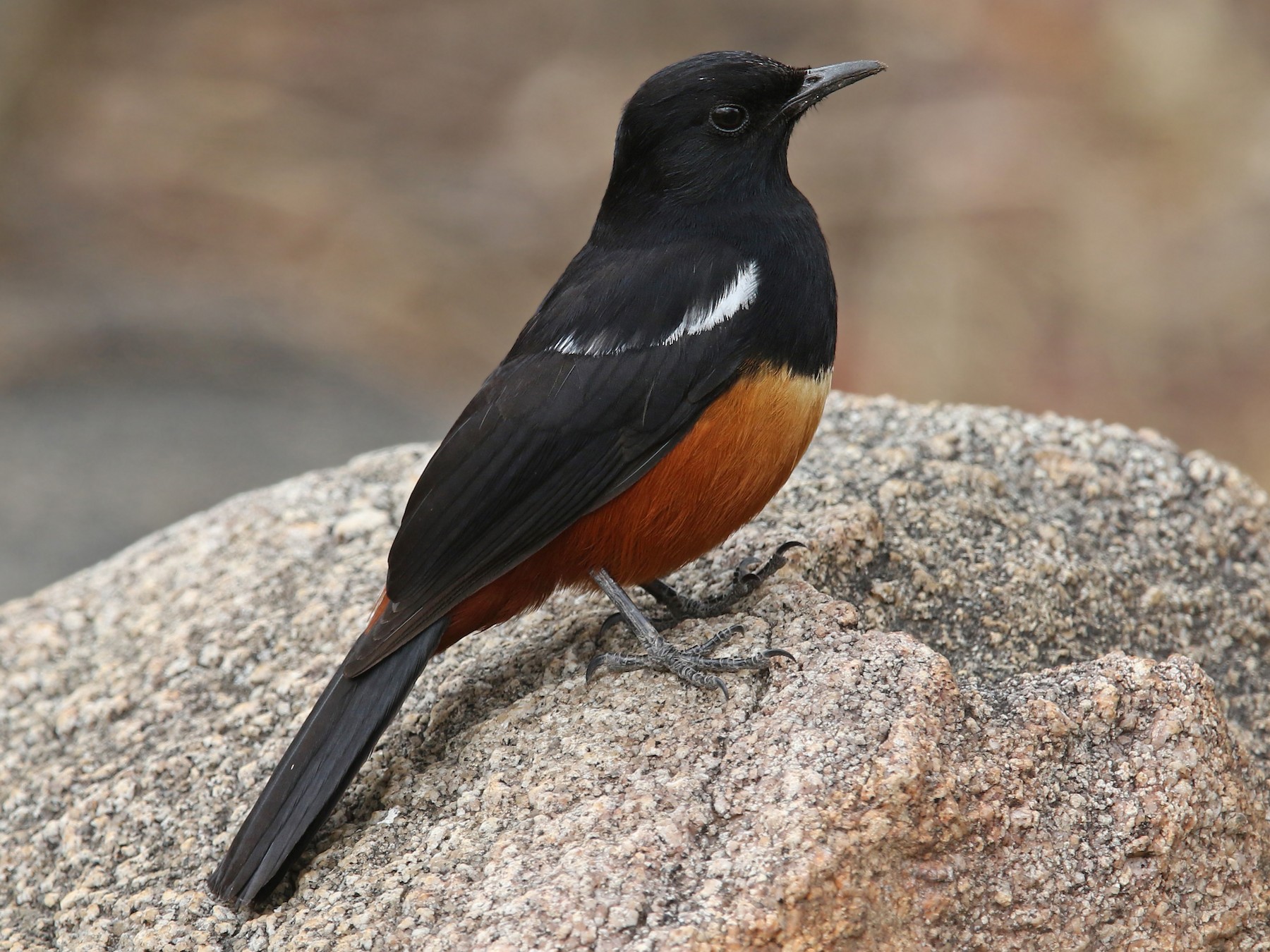 Mocking Cliff Chat Ebird