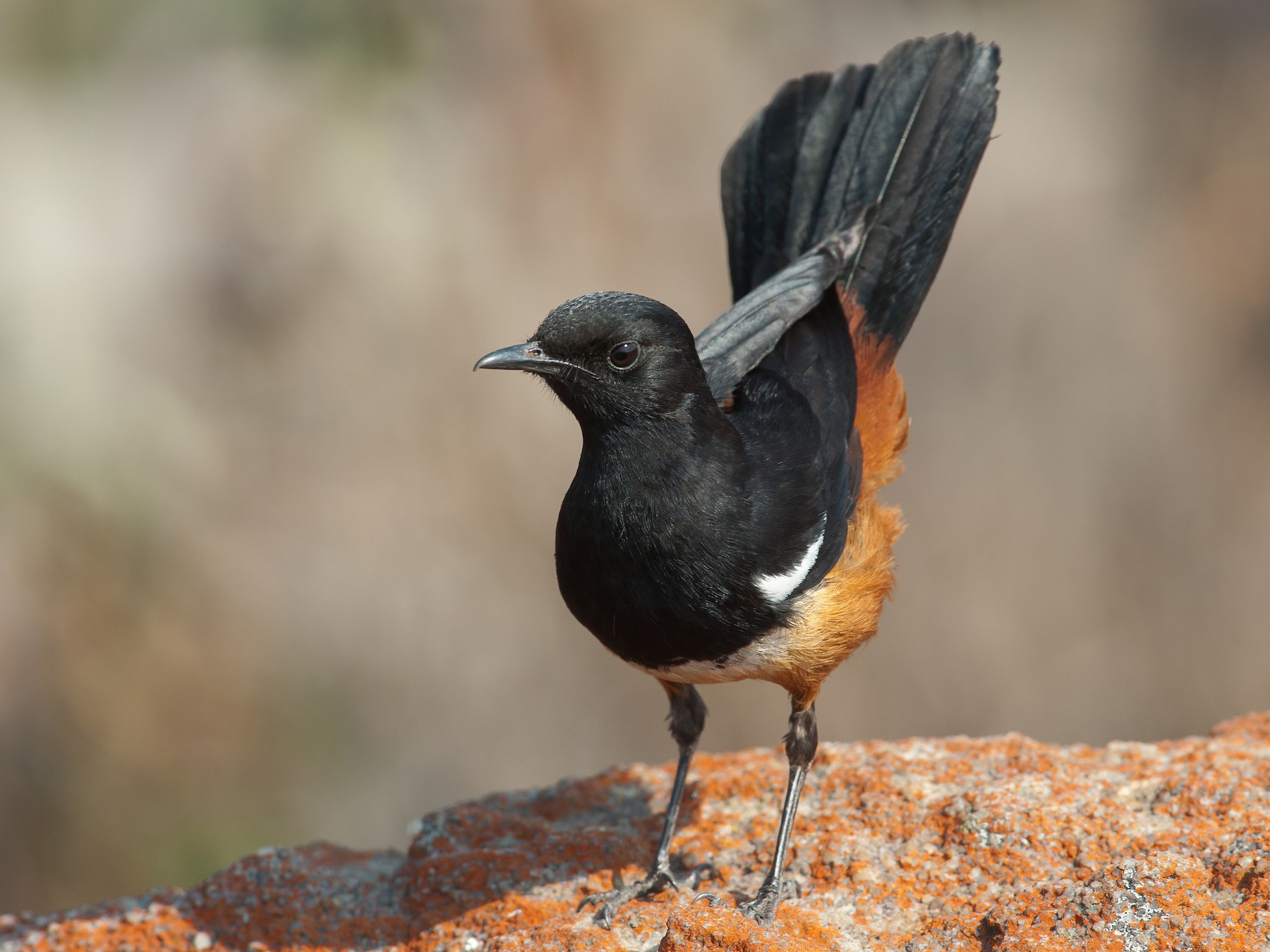 Mocking Cliff Chat Ebird