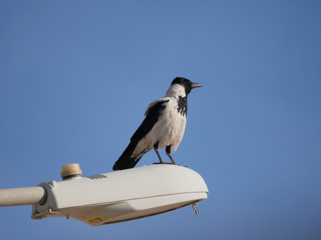 ズキンガラス Capellanus Ebird