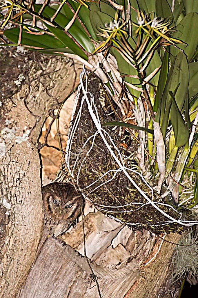 Tropical Screech-Owl - reinaldo aguilera a