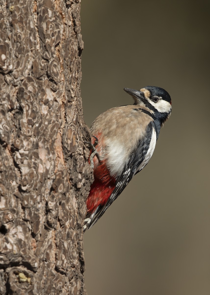 Great Spotted Woodpecker - ML216745101