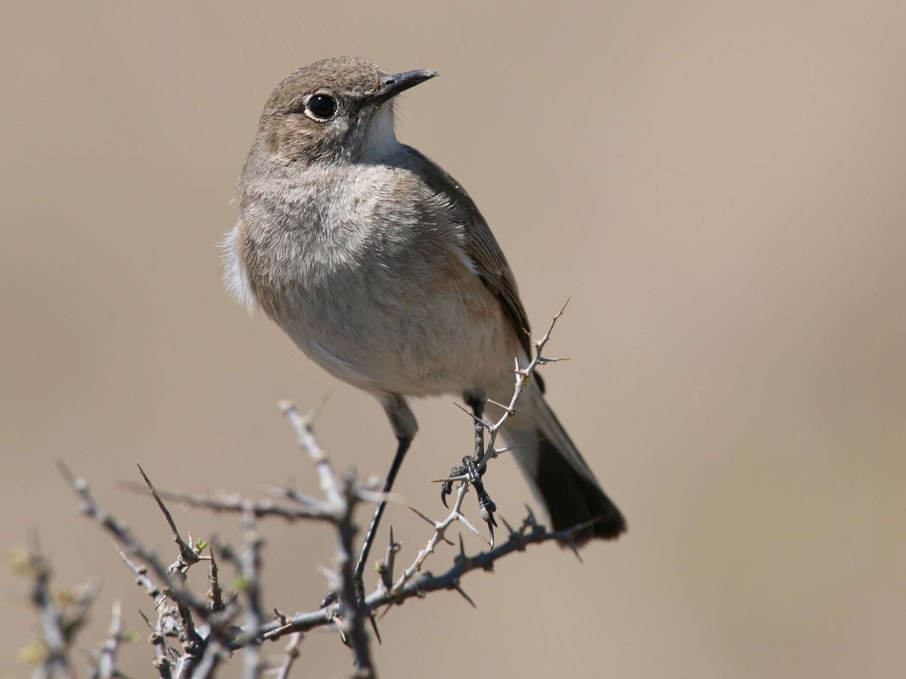 Karoo Chat - Bruce Robinson